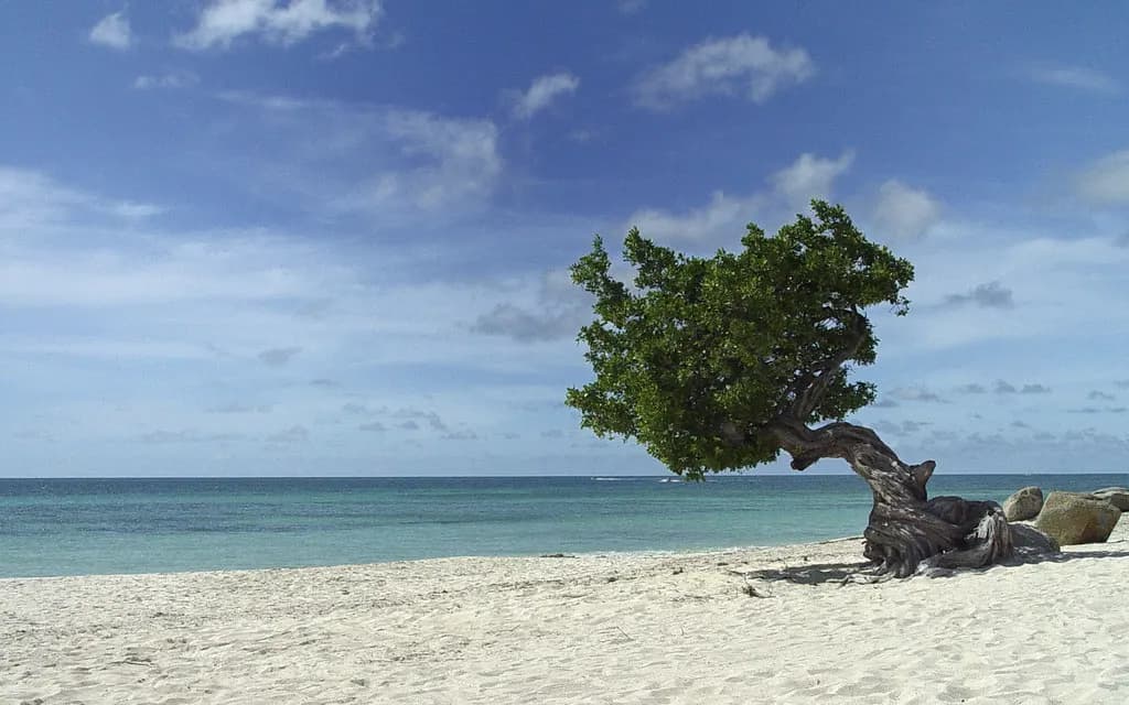 Aruba, Aruba