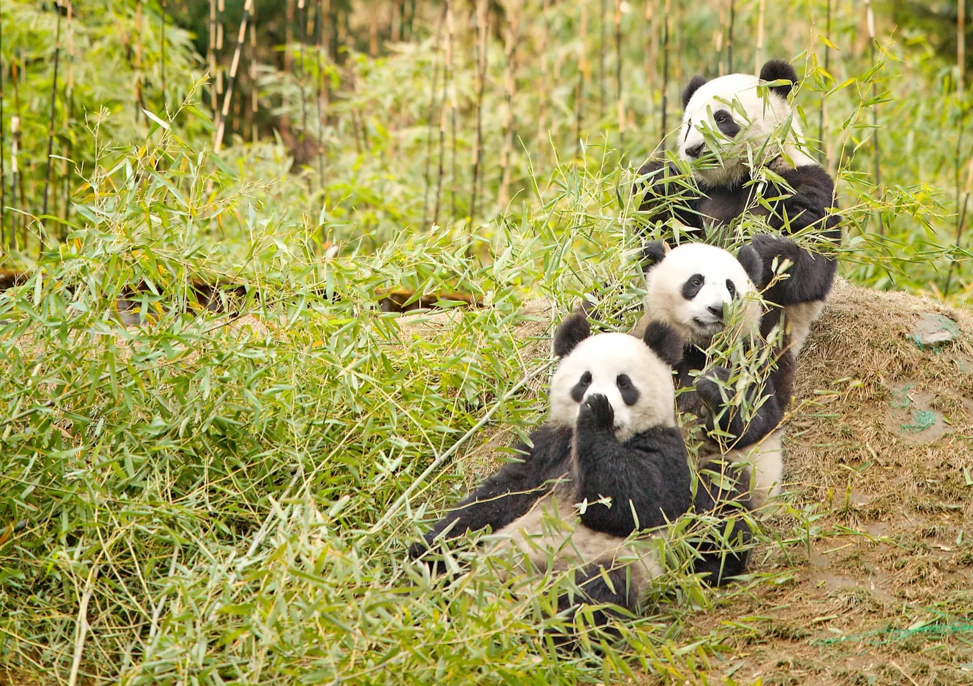 Chengdu, China