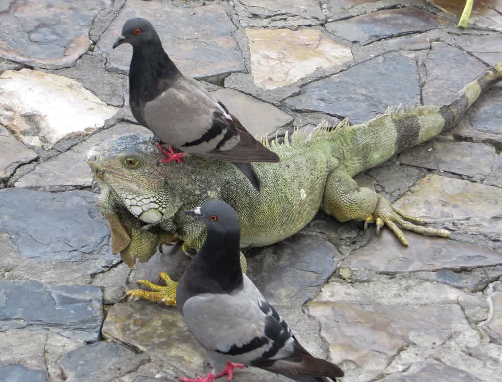 Guayaquil, Ecuador