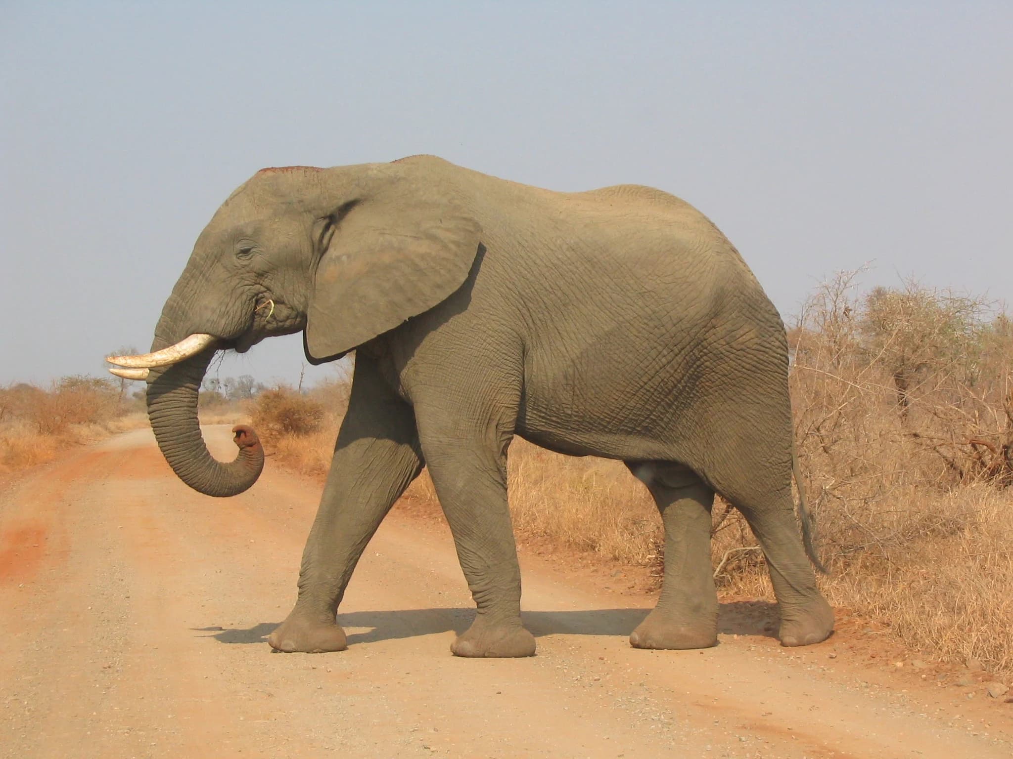 Kruger National Park, South Africa