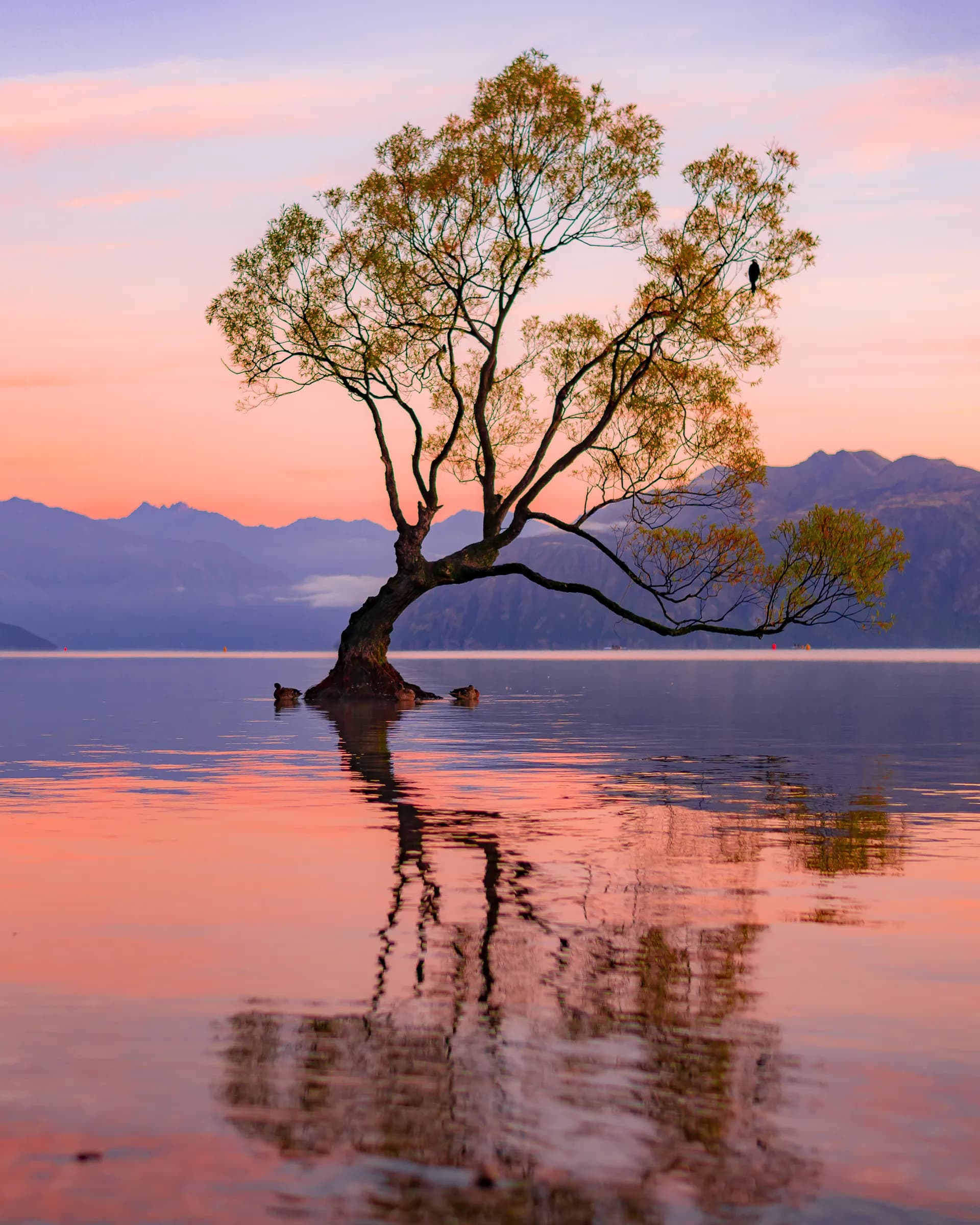 Wanaka, New Zealand