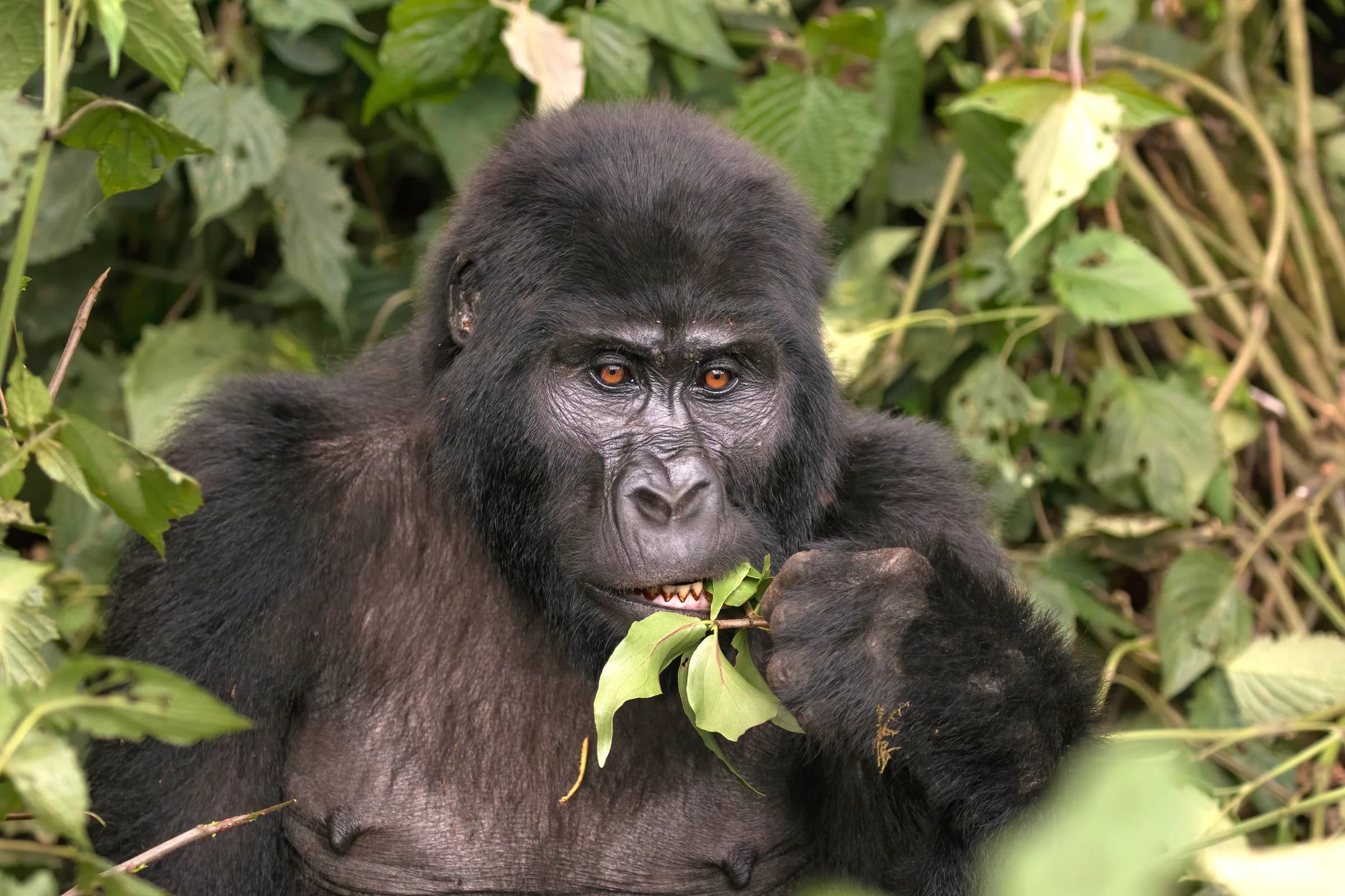 Bwindi Impenetrable Forest, Uganda