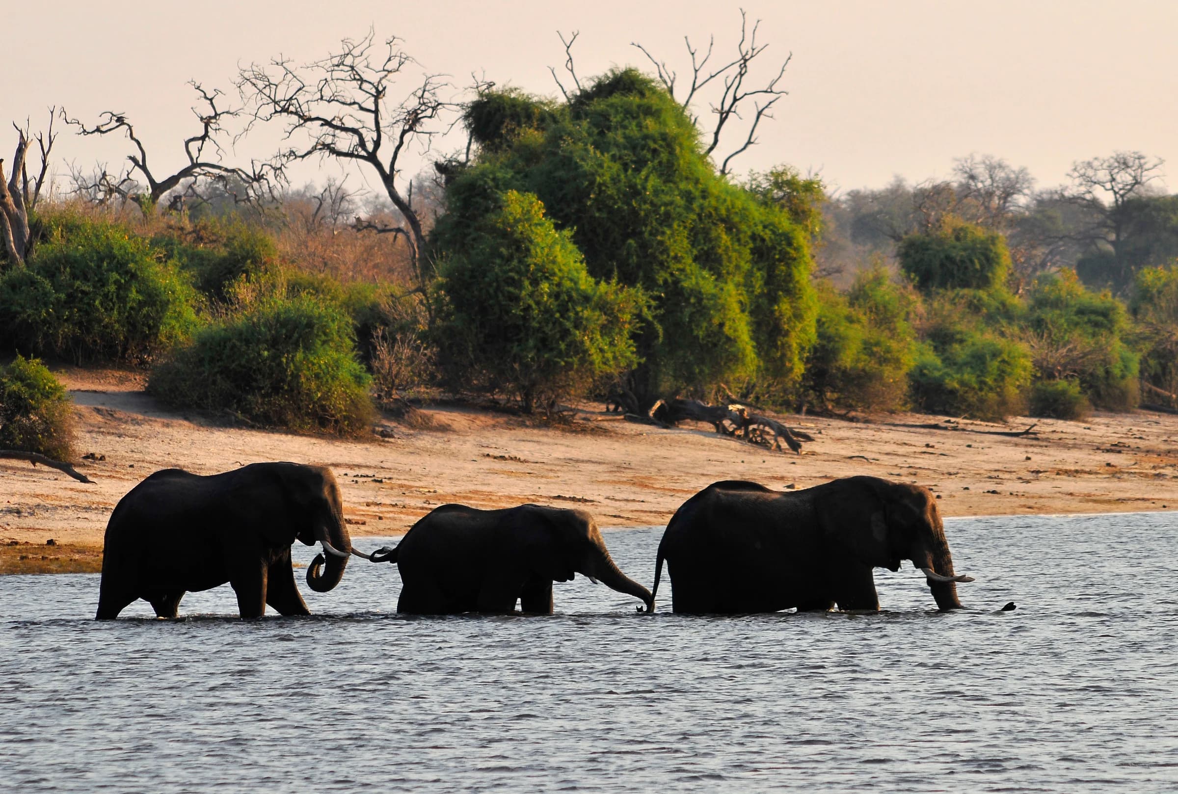 Chobe National Park, Botswana