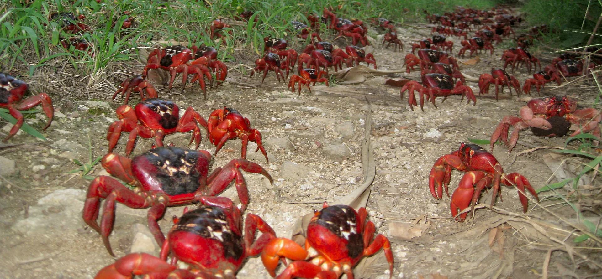 Christmas Island, Christmas Island