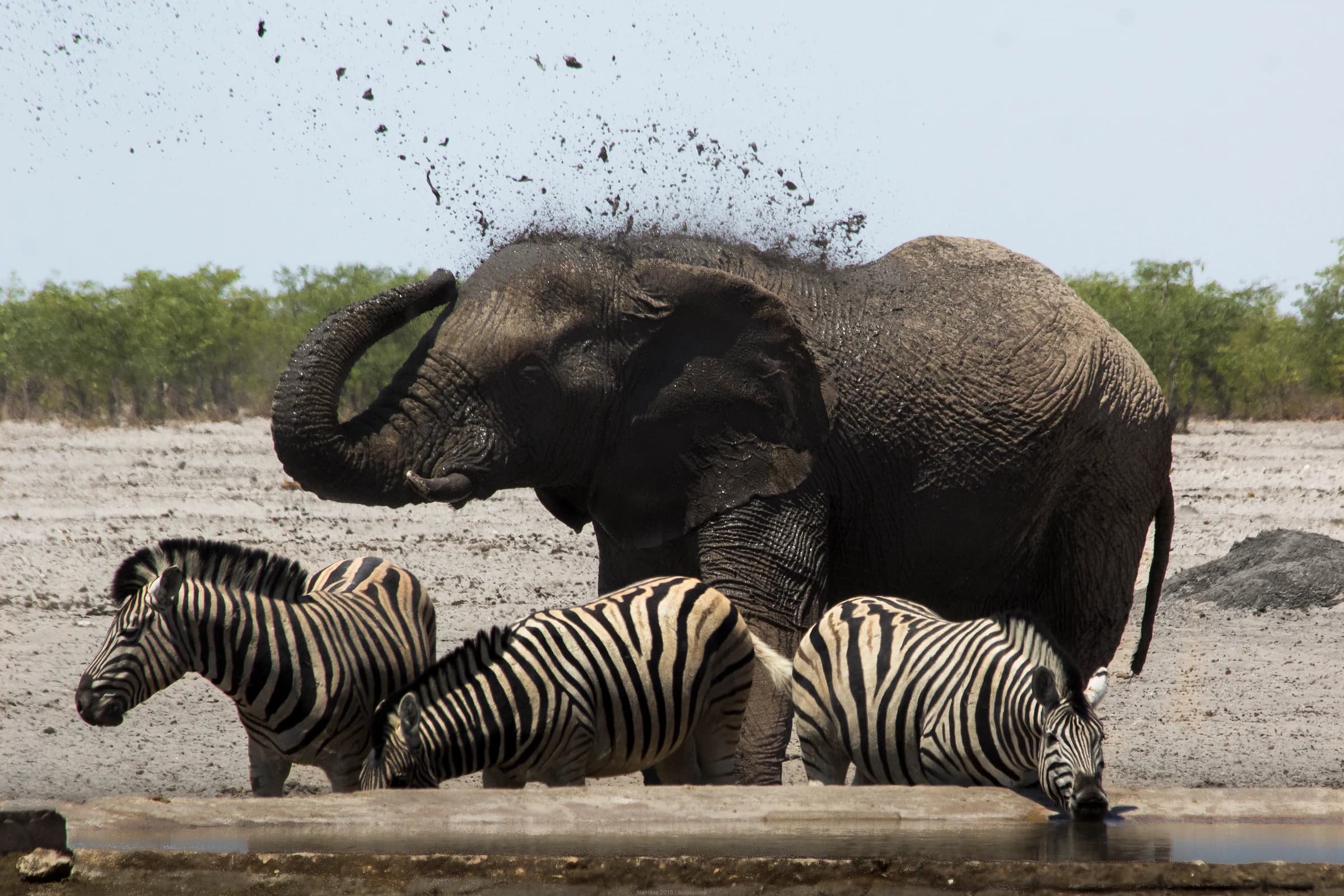 Etosha National Park, Namibia