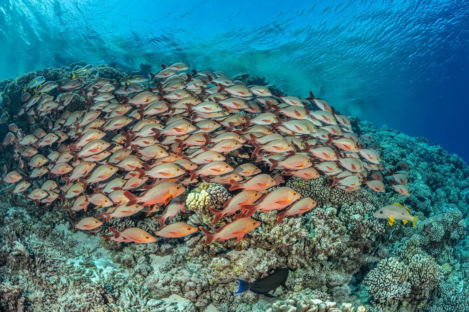 Fakarava, French Polynesia