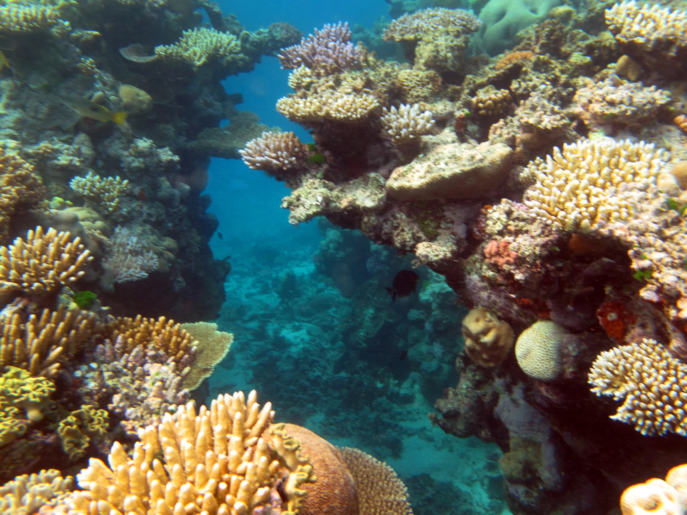 Great Barrier Reef, Australia