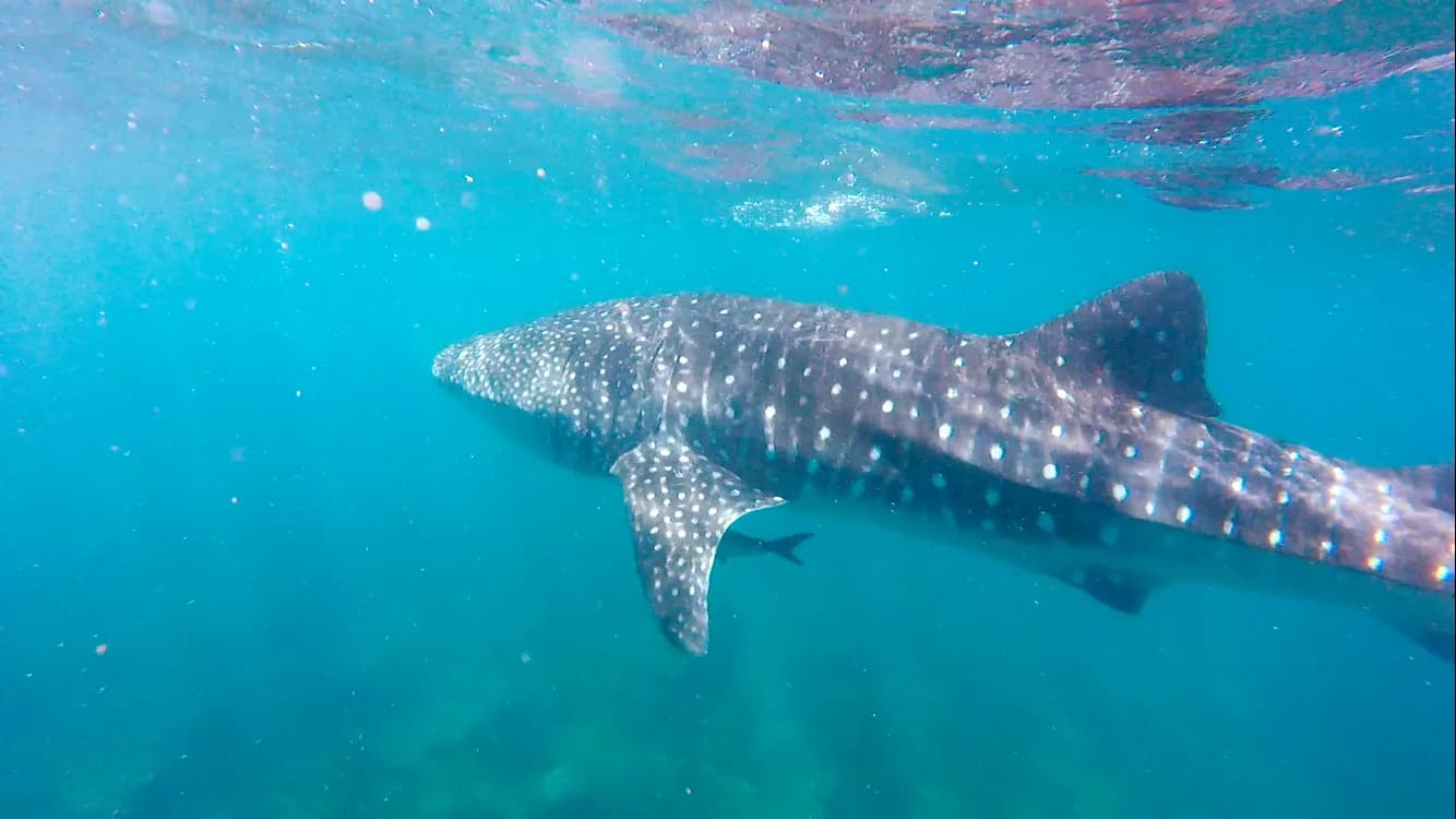 Ningaloo Reef, Australia