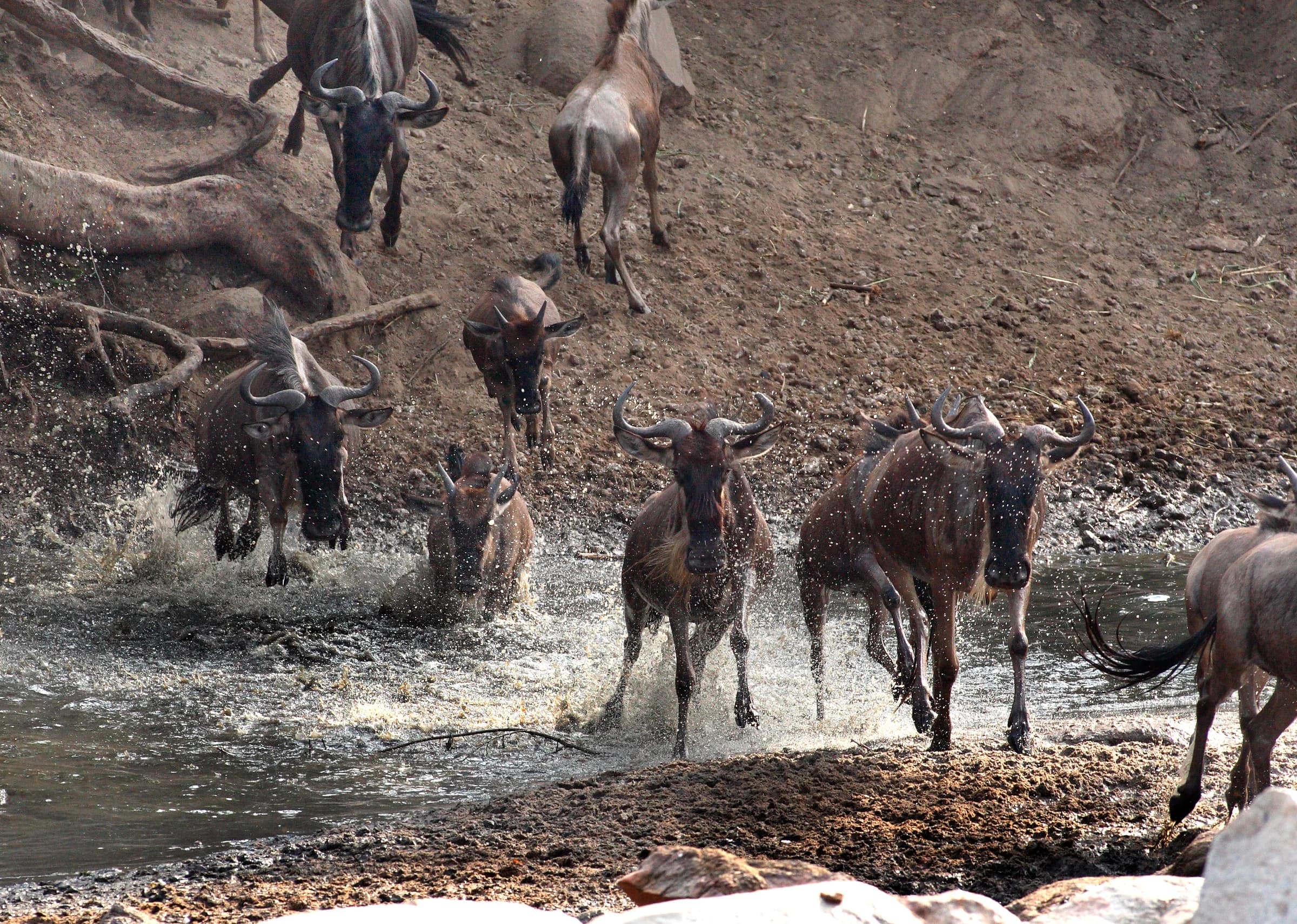 Serengeti, Tanzania