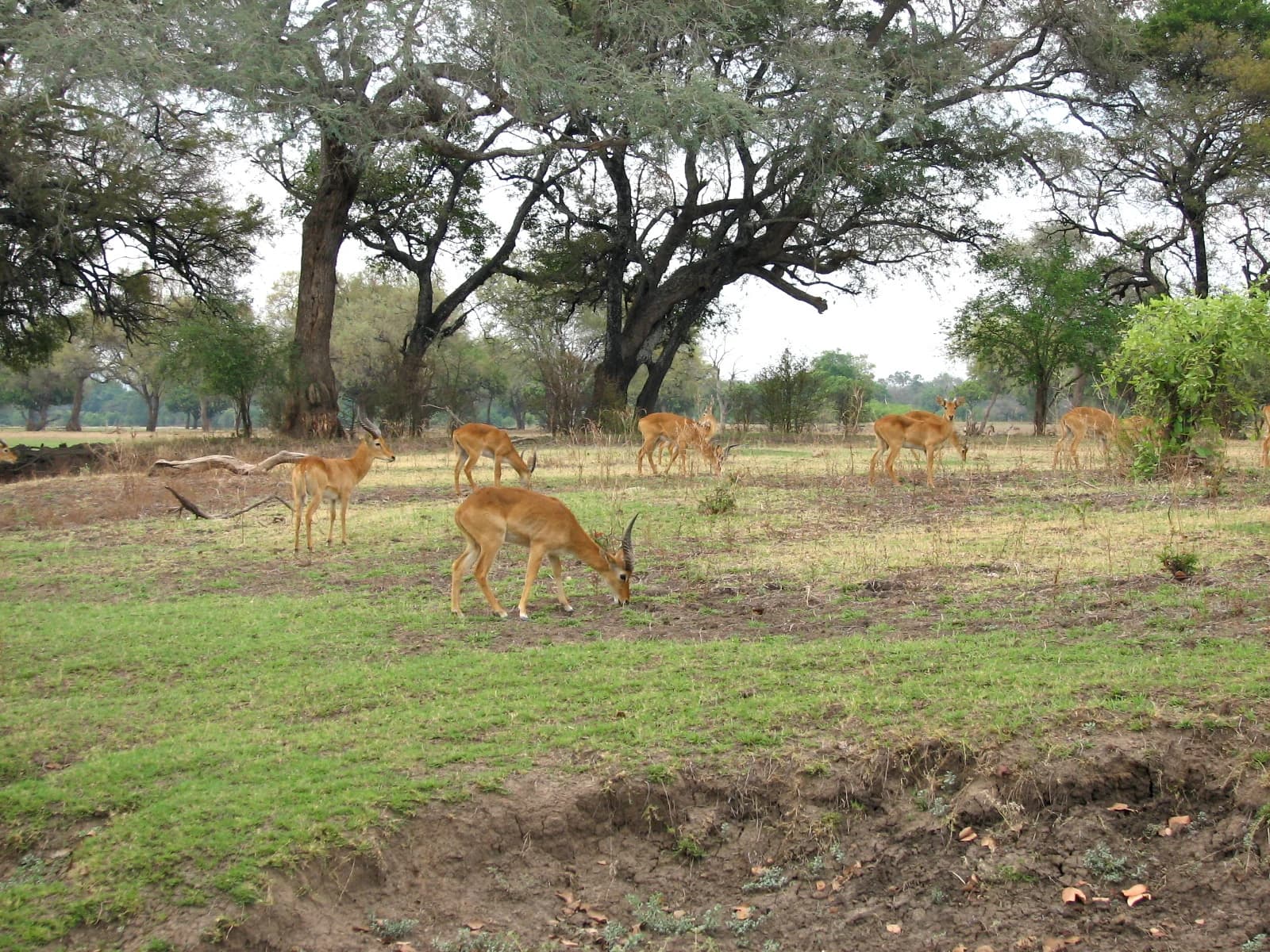 South Luangwa National Park, Zambia