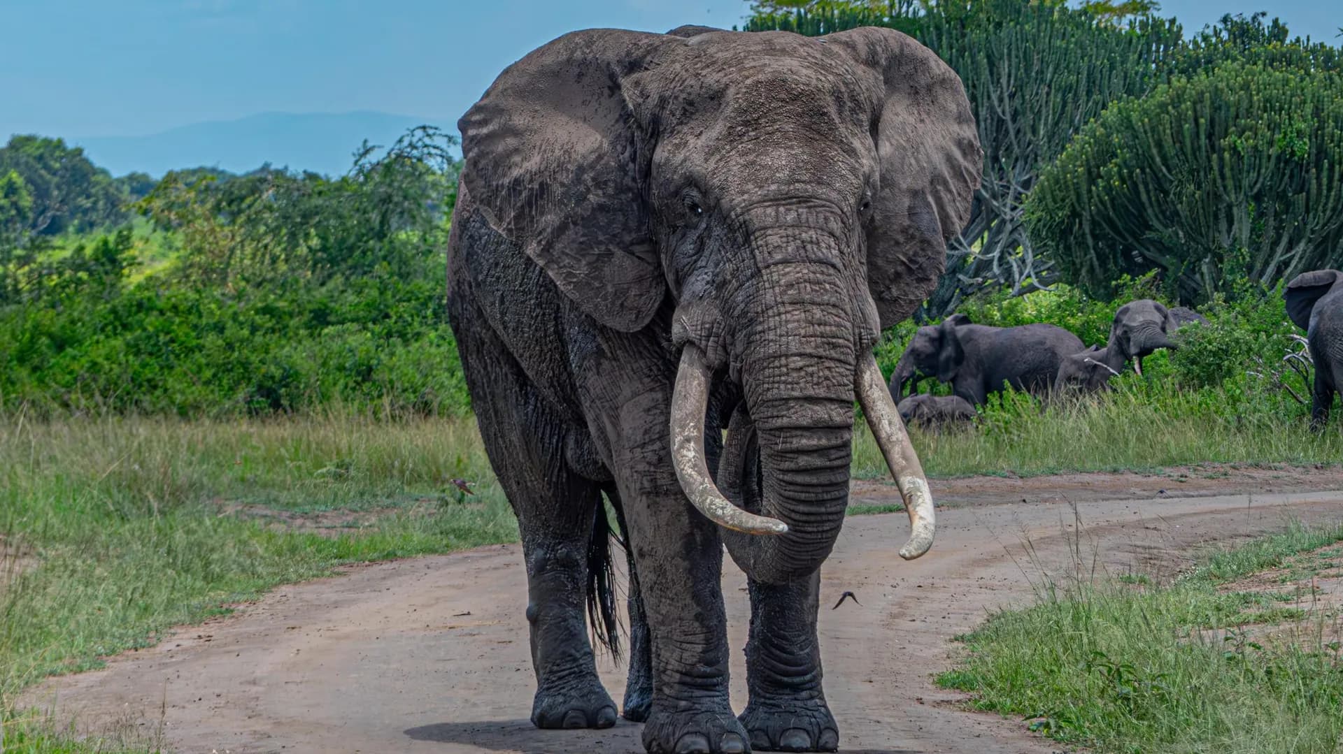 Zakouma National Park, Chad